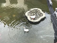 -豫园湖心亭茶楼