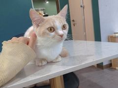 -飞行喵MR PILOT|猫舍·猫咖(静安大融城店)