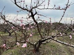 -广富林郊野公园