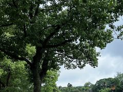 -东山风景区(洞庭东山)