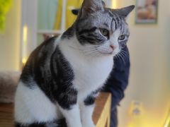 -猫小院猫主题餐厅(南锣旗舰店)