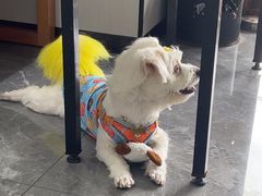 -东莞宠友24H宠物中心医院·转诊夜诊·异宠(新河北路院)