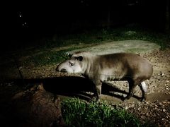 -清迈夜间动物园