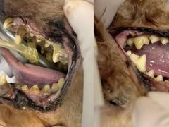 -瑞派动物医院·猫专科·至诚(江南中分院)