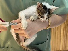 -御宝贝·A梦猫科宠物医院(国际猫友好医院)