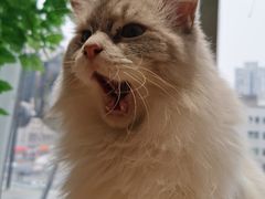 -藏猫猫咖啡主题馆(中央大道店)