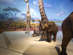 -贝林大翅鲸简餐厅(国家海洋博物馆店)