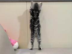 -lincat·猫舍(广州店)