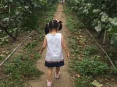 -马陆小张葡萄园农家乐