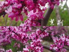 -巡塘古镇