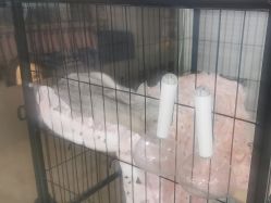 -镁连社·美联社