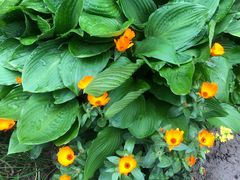 -苏生鸭血粉丝(鹿鸣路店)