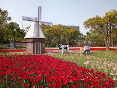 -大宁郁金香公园-停车场