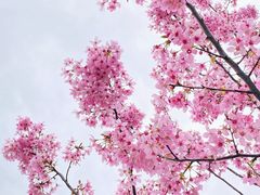 -顾村公园