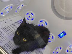 -爱洗澡的猫(望京店)