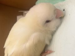 -立德异宠动物医院.兔鸟爬.内窥镜(天河店)