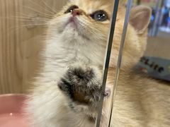 -屋虎猫馆(宝安大仟里店)