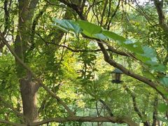 -昆山城市生态森林公园