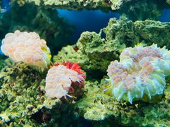 -御唐府海珊瑚主题餐厅