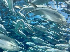 -上海海洋水族馆