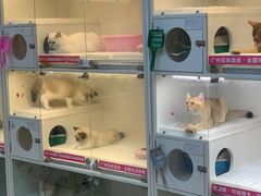 -lincat·猫舍(广州店)