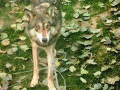 -北京野生动物园