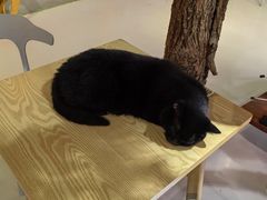 -豆逗聊愈猫阁Easy Life