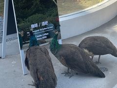 -J Create城市露营咖啡·简餐·宠物(上海动物园店)