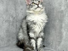 -小猫来了·猫舍(红山六九七九店)