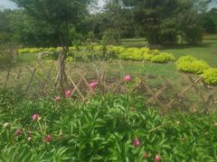 -黑龙江省森林植物园