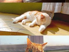 -猫猫幼稚园·撸猫·桌游·电玩