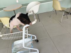 -怪兽屋·羊驼·猫咖·狗咖(俊华广场店)