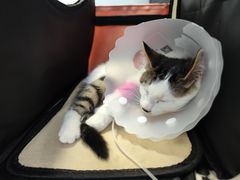 -纳吉亚猫专科动物诊疗中心(蒋宅口分院)