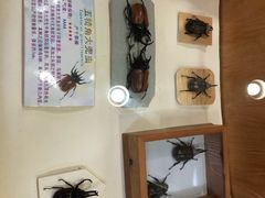 -上海大自然野生昆虫馆(东方明珠·爬宠昆虫探索中心)