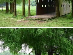 -南宁良凤江国家森林公园