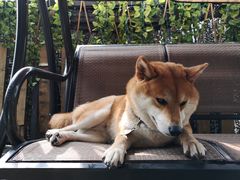 -柴犬高等学院·狗咖·柴犬售卖·宠物训练