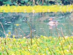 -桤木河湿地公园