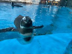 -帝企鹅自助餐厅•儿童岛•真企鹅(长隆企鹅酒店)