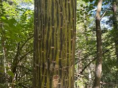 -五营红松林海景区