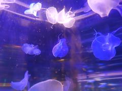 -梦幻海洋王国(吾悦广场张家港店)