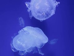 -海合安武汉极地海洋公园