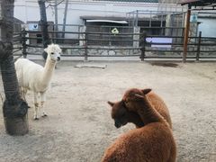 -北京市海淀外国语实验学校