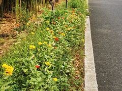 -东天目山风景区