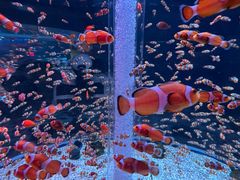 -海合安成都极地海洋公园