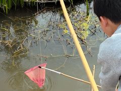 -同銮特种养殖场·龙虾垂钓