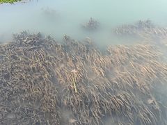 -桤木河湿地公园