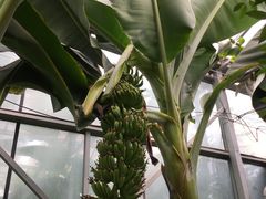 -呀路古热带植物园