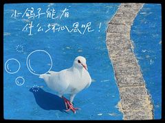 -鸽子窝公园