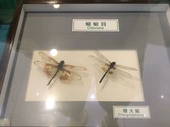 -上海昆虫博物馆