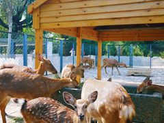 -长白岛森林公园